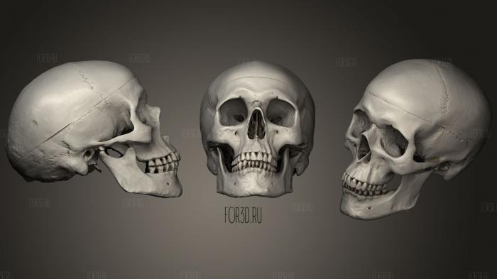 Human Skull 3d stl модель для ЧПУ